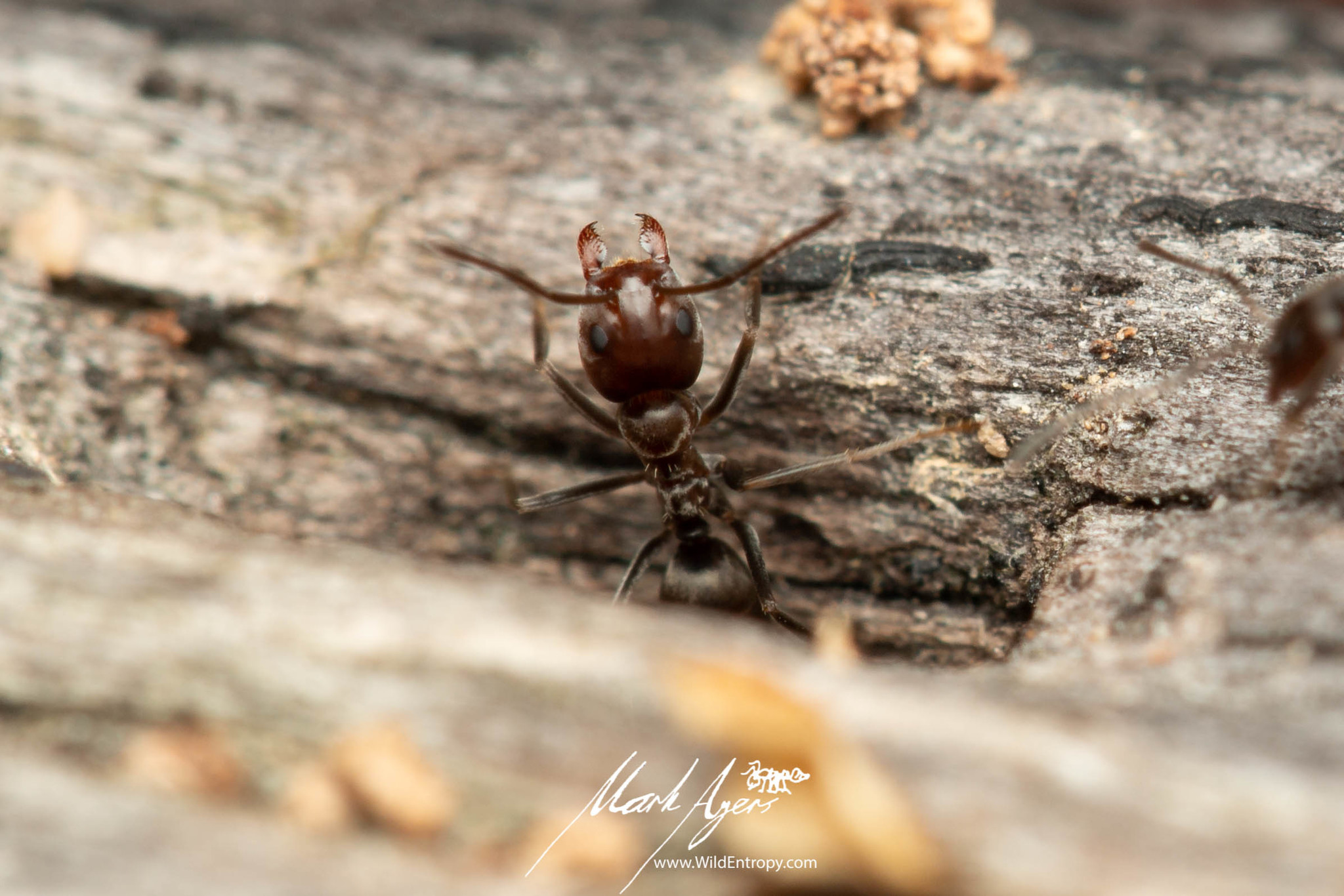 Iridomyrmex chasei