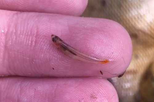 Smith's priapiumfish (Phenacostethus smithi) — Phallostethidae — 2