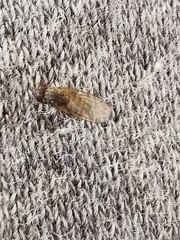 Drosophila repleta