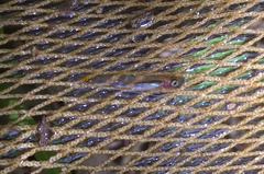 Phenacostethus smithi