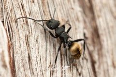 Polyrhachis erato