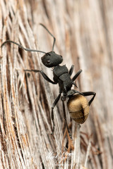Polyrhachis erato
