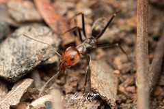 Iridomyrmex rubriceps