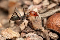 Iridomyrmex rubriceps