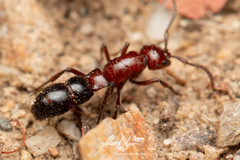 Lioponera