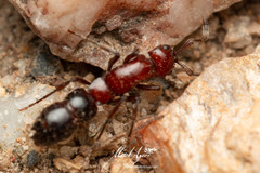Lioponera