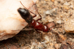 Lioponera