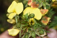 Gompholobium virgatum