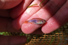 Trigonostigma truncata