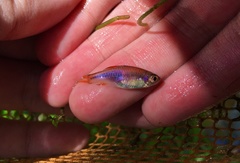 Trigonostigma truncata