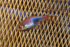 Trigonostigma truncata