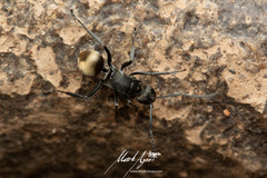 Polyrhachis tubifera