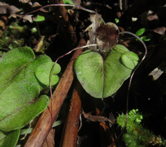 Corybas iridescens