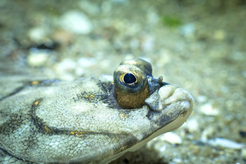 European plaice (Pleuronectes platessa) — Pleuronectidae — 2