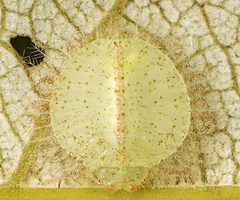 Myiodactylinae