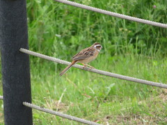 Emberiza cioides