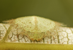 Myiodactylinae