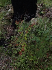 Commersonia breviseta