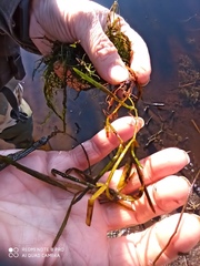 Potamogeton compressus