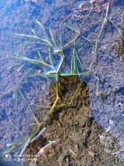 Potamogeton compressus
