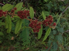Commersonia breviseta