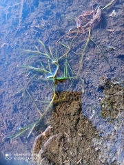 Potamogeton compressus