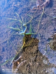 Potamogeton compressus