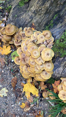 Armillaria mellea