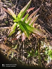 Lysimachia thyrsiflora
