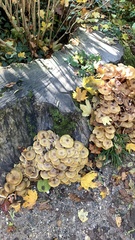Armillaria mellea