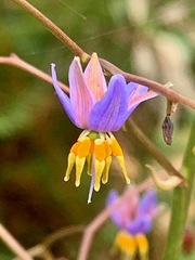 Dianella longifolia longifolia