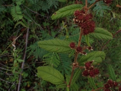 Commersonia breviseta