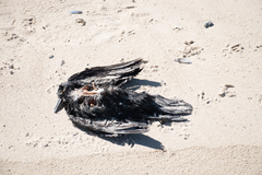 Phalacrocorax capensis