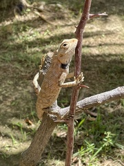 Calotes versicolor