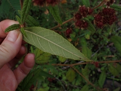 Commersonia breviseta