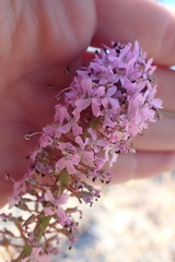Stylidium araeophyllum