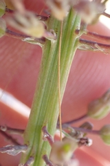 Stylidium araeophyllum