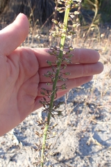 Stylidium araeophyllum