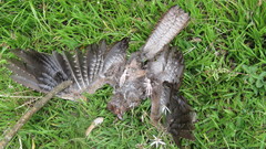 Steatornis caripensis