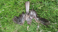 Steatornis caripensis