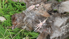 Steatornis caripensis