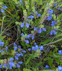 Scutellaria drummondii