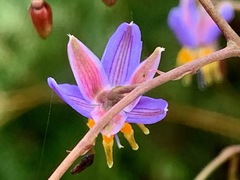 Dianella longifolia longifolia