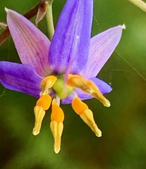 Dianella longifolia longifolia