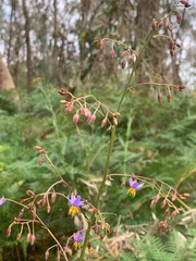 Dianella longifolia longifolia