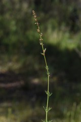 Haloragis heterophylla