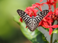 Papilio clytia clytia