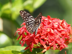 Papilio clytia clytia