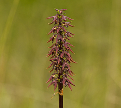 Genoplesium acuminatum