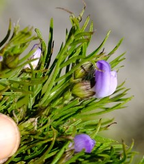 Psoralea montana